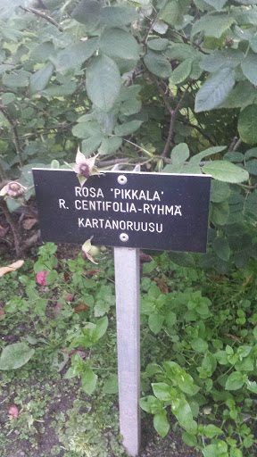 Kartanoruusu