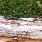 Common wall lizard, gewone muurhagedis