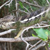 Juvenile Madagascar Giant Chameleon