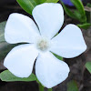 White-Flowered Common Periwinkle