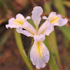 Oregon iris