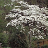 Dogwood in bloom