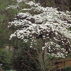 Dogwood in bloom