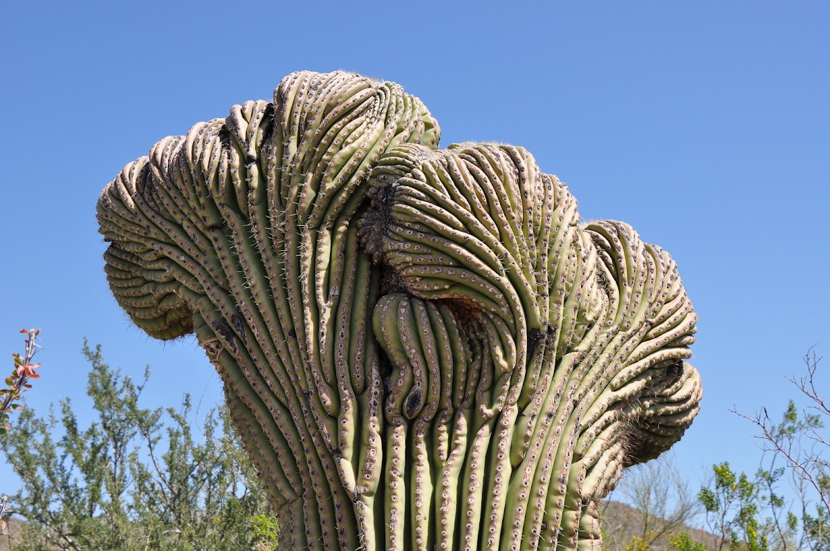 Saguaro Cactus (Crested)