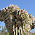 Saguaro Cactus (Crested)