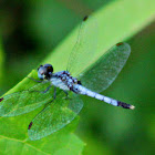 Little Blue Dragonlet Dragonfly (male)