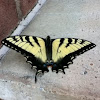 Eastern Tiger Swallowtail