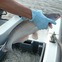 Blue Catfish Watch Chesapeake Bay