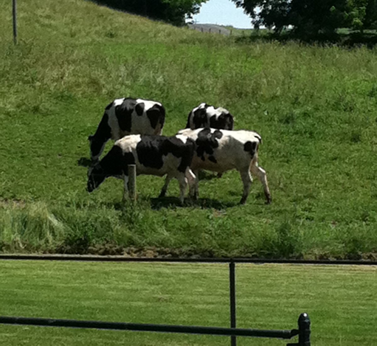 Holstein Cows