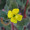 Evening Primrose