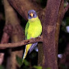 Plum-headed Parakeet 
