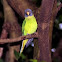 Plum-headed Parakeet 