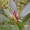 The Pontic Rhododendron?