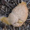 Dog-vomit slime mold