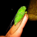 Evergreen Cicada
