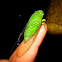 Evergreen Cicada