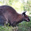 Red-necked Wallaby