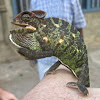 Indian Chameleon