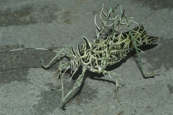 Lichen Katydid | Project Noah