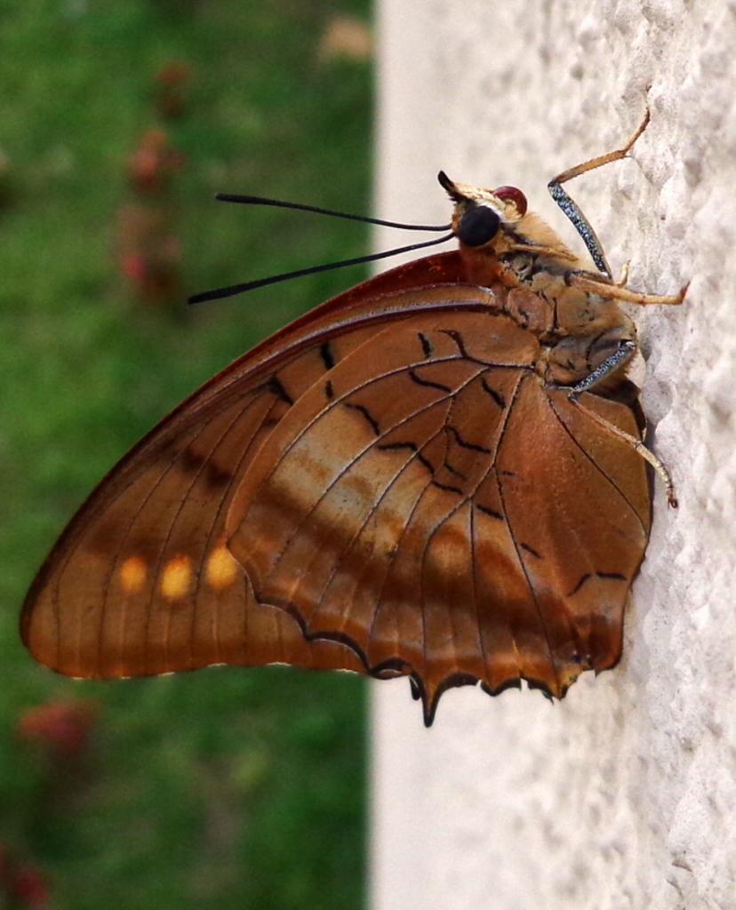 Emperor butterfly