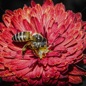 bee on the flower by Arun Sharma - Animals Insects & Spiders