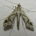 Eggplant Leafroller Moth