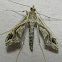 Eggplant Leafroller Moth