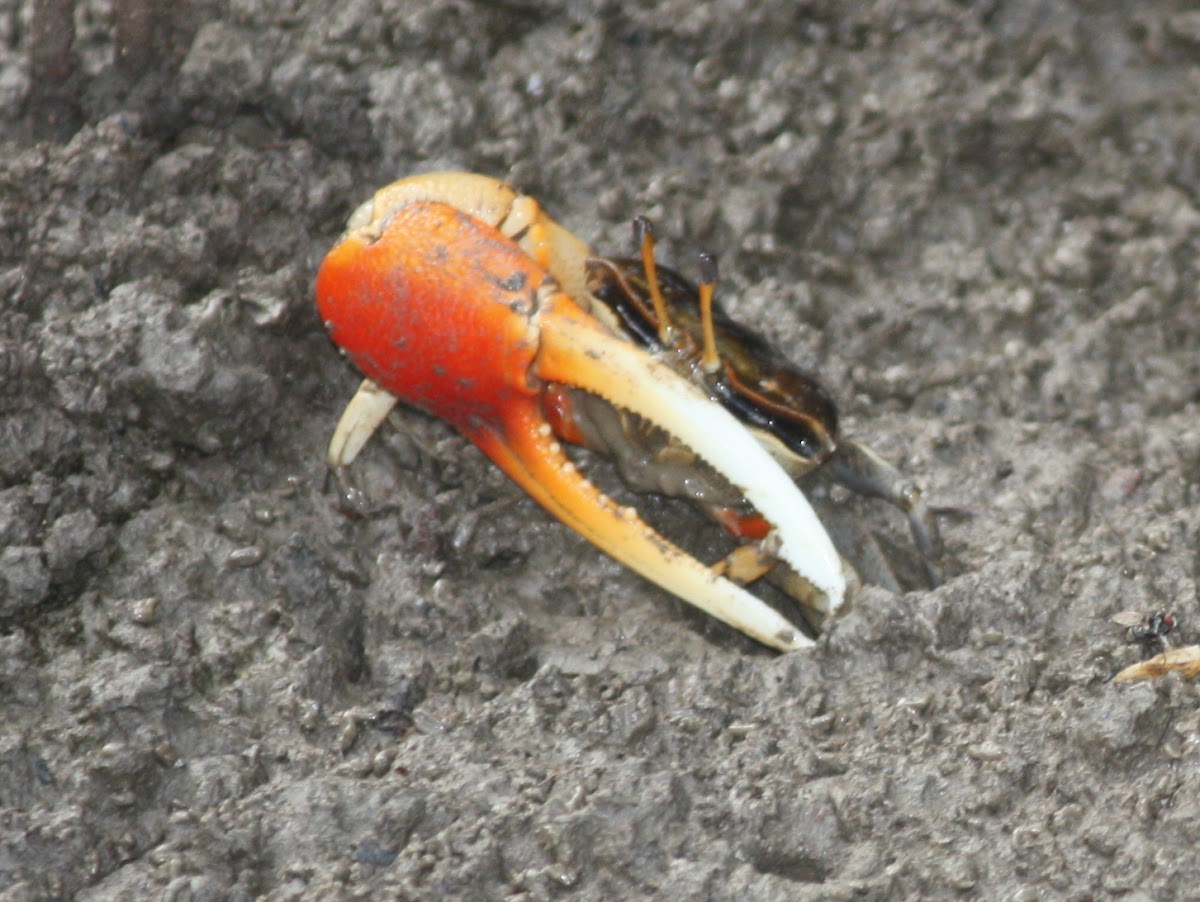 Orange fiddler crab
