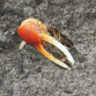 Orange fiddler crab