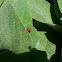 Seven-spotted Lady Beetle