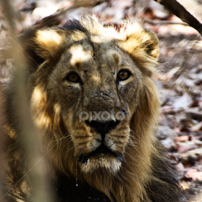 Eye to eye --- with King ! by Tushar Bharwada - Animals Lions, Tigers & Big Cats