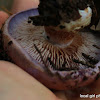 Cortinarius iodes, spotted cort, or viscid violet cort