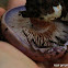 Cortinarius iodes, spotted cort, or viscid violet cort