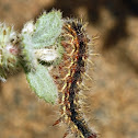 Painted Lady Caterpillar