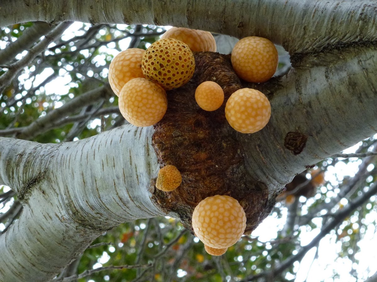 Darwin's fungus