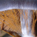 Cortinarius web