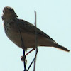 Juvenile Indian Bushlark