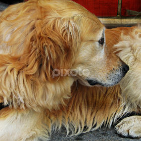 by Branko Levačić - Animals - Dogs Puppies