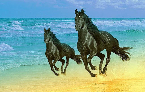 免費下載個人化APP|Best Horses Wallpapers HD app開箱文|APP開箱王
