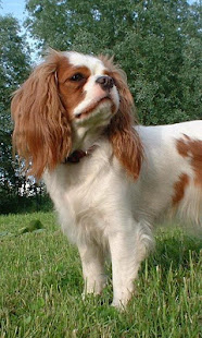 骑士查理王猎犬(圖5)-速報App