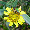 Green Jewel Bee