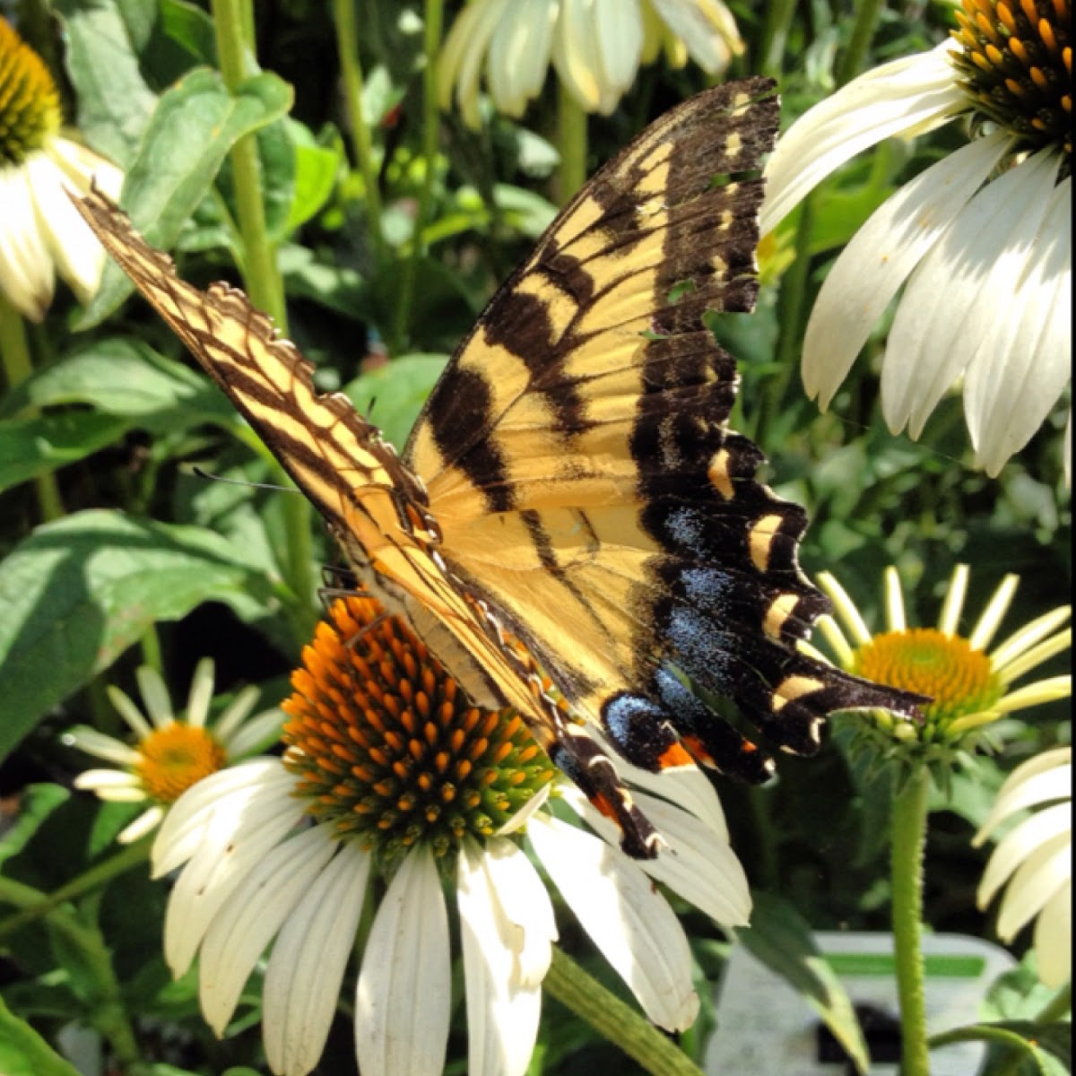 Eastern Tiger Swallowtail (Female)