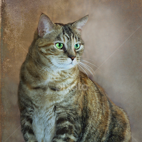 Tabby cat by Diana Gunning - Animals - Cats Portraits