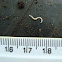 Stiletto Fly larva