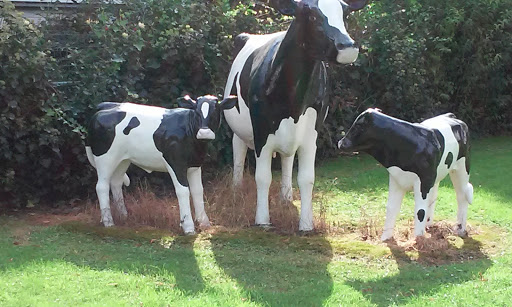 The Cow Family
