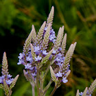 blue vervain