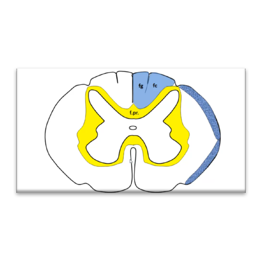 Medulla spinalis. LOGO-APP點子