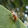 Cucumber beetle