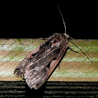 Greater Black Letter Dart Moth