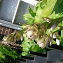 Hosta/Plantain Lily/Day Lily/Corfu Lily/Giboshi